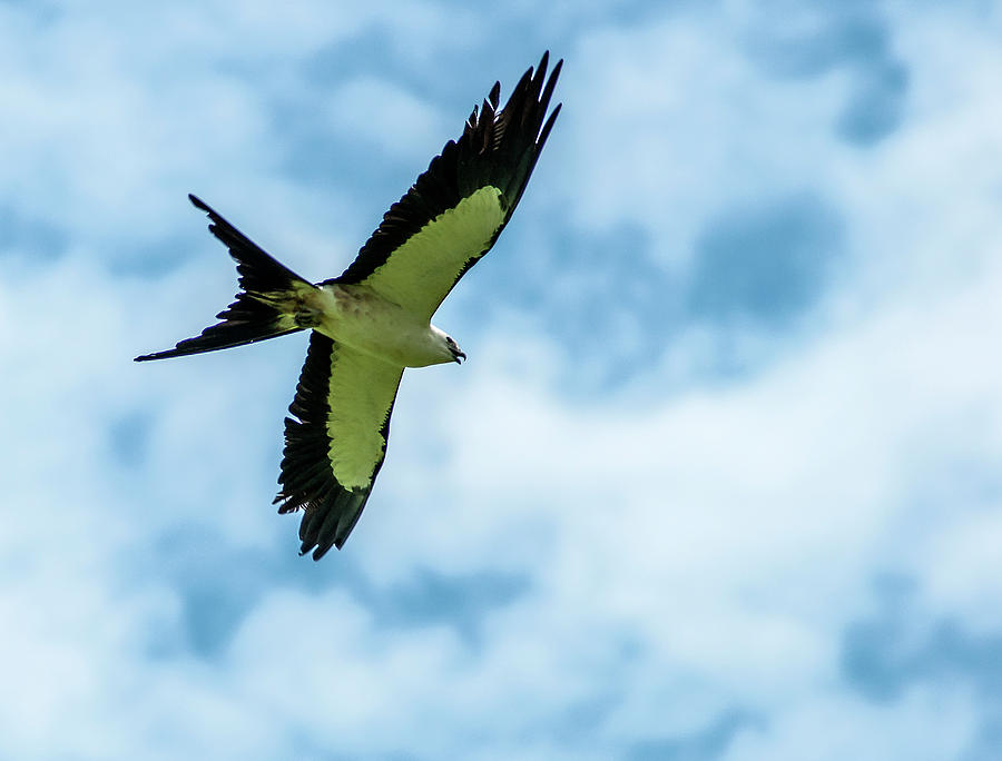 Soaring Swallow-tailed Kite Photograph