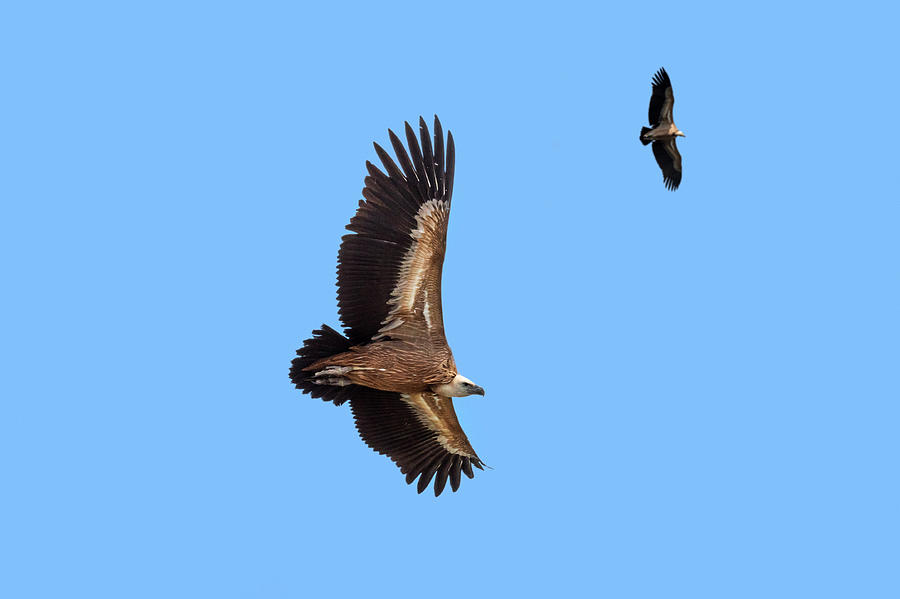 Soaring Vultures Photograph by Arterra Picture Library