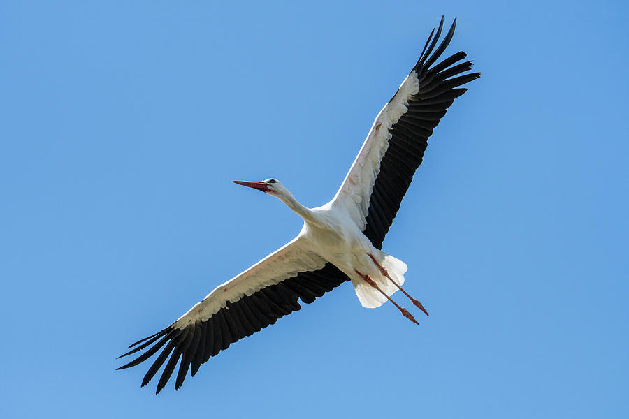 Soaring White Stork Photograph by Arterra Picture Library