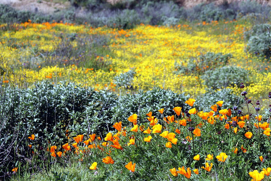 SoCal SuperBloom 1 Photograph Photograph by Kimberly Walker