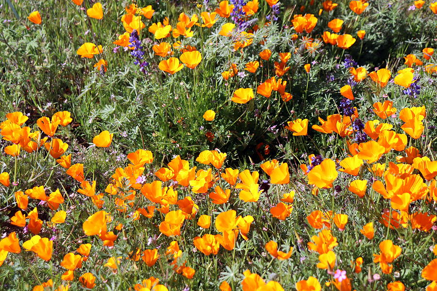 SoCal SuperBloom 2 Photograph Photograph by Kimberly Walker