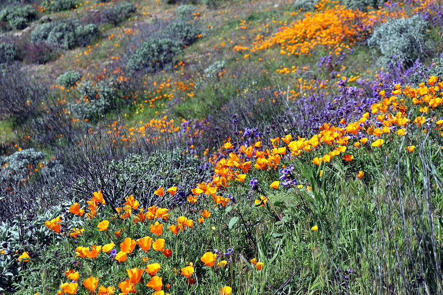 SoCal SuperBloom 3 Photograph Photograph by Kimberly Walker