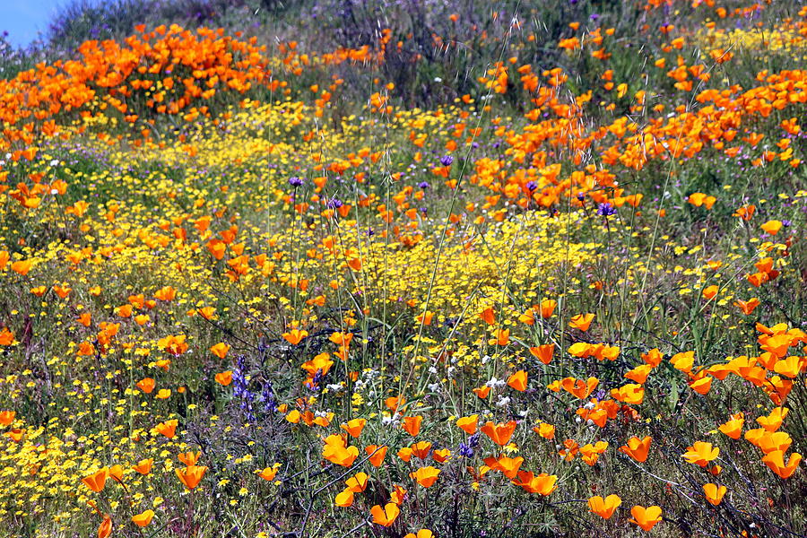 SoCal SuperBloom 5 Photograph Photograph by Kimberly Walker