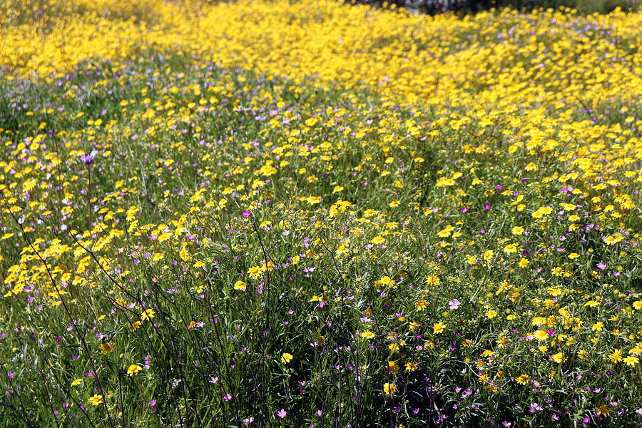 SoCal SuperBloom 6 Photograph Photograph by Kimberly Walker