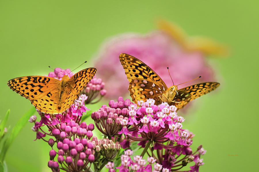 Social Butterflies Photograph by Christina Rollo