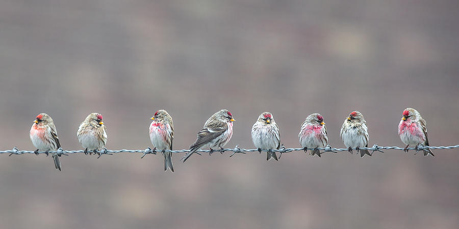 Bird Photograph - Social Distance - Not For Us! by Annie Keizer