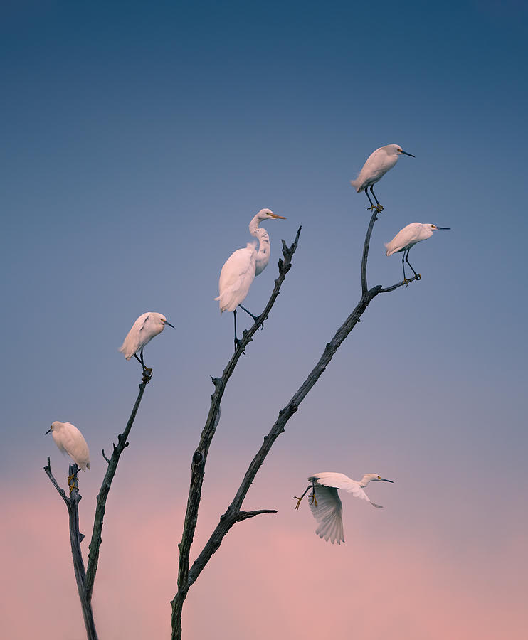 Egret Photograph - Social Distancing by Ruiqing P.