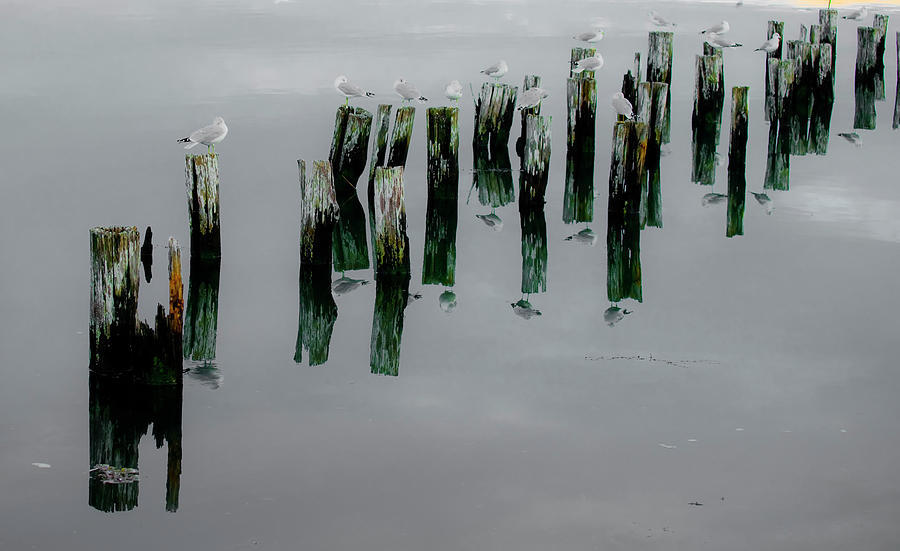 Musical Pilings  Photograph by Jeff Cooper