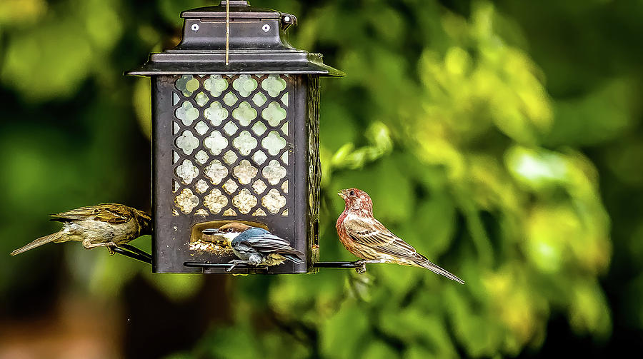 Socializing at The Feeder Digital Art by Ed Stines