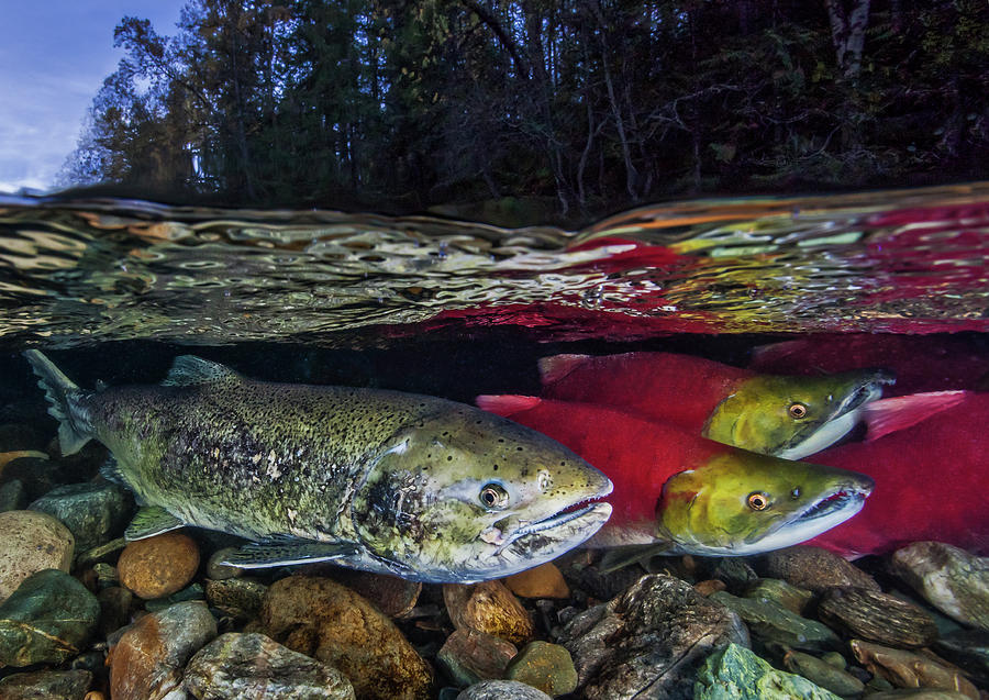 Sockeye Salmon And Chinook Salmon, Bc, Canada Photograph By David Hall 