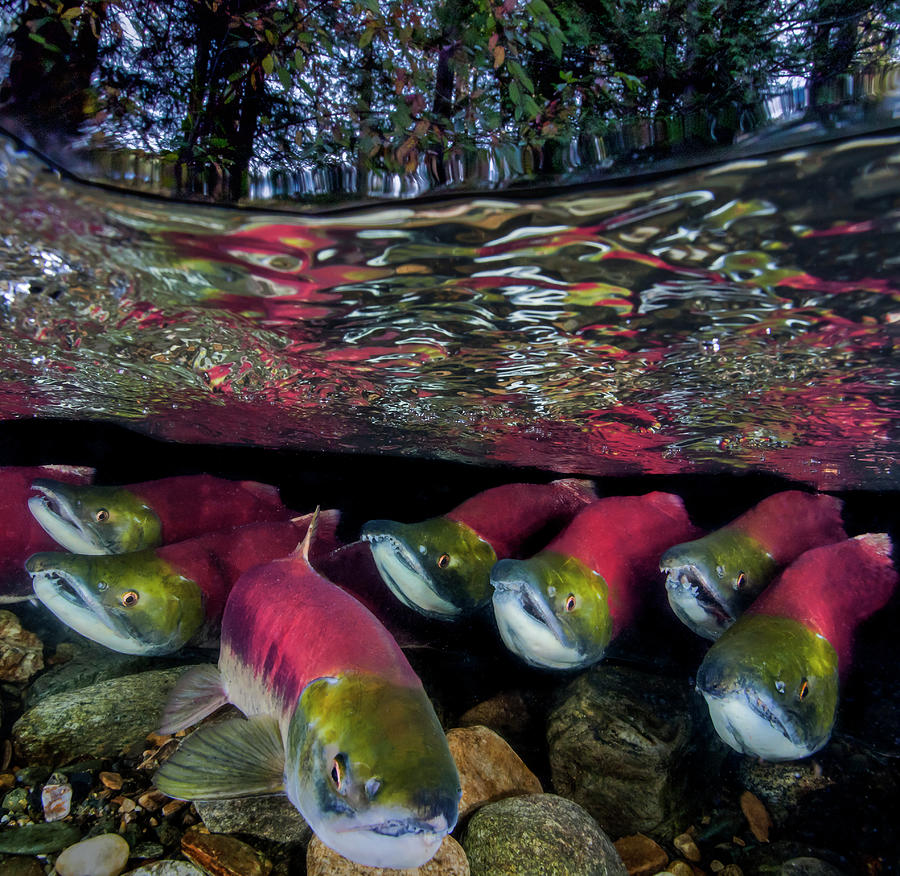 Sockeye Salmon Migration, British Columbia, Canada Photograph by David ...