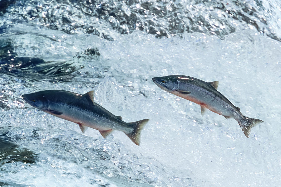 Fish Photograph - Sockeye Salmons Leaping, Onocorhynchus Nerka, Alaksa by Konrad Wothe