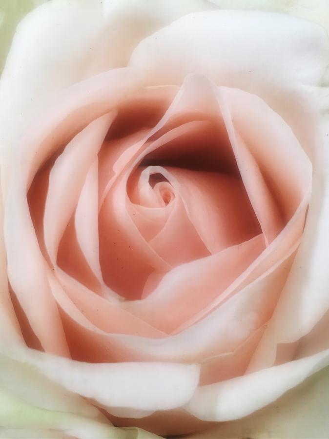 Soft Allure of a Rose Photograph by Doris Aguirre