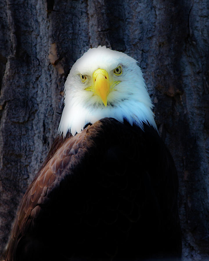 Soft an Wary by Frank Vargo Soft an Wary by Frank Vargo