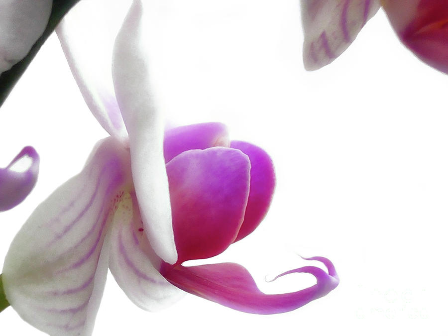 Soft and Airy Pink Orchid Photograph by Amy Dundon