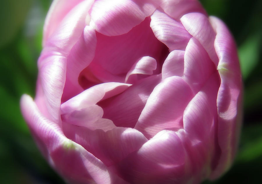Soft And Beautiful Garden Tulip Photograph by Johanna Hurmerinta