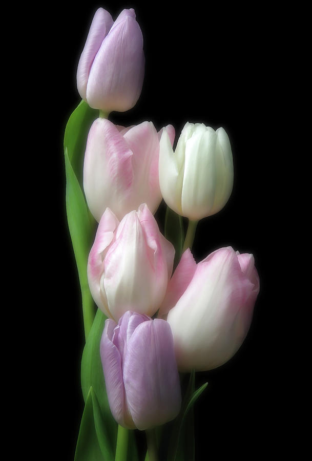 Tulip Photograph - Soft And Beautiful Tulip Still Life Art by Johanna Hurmerinta