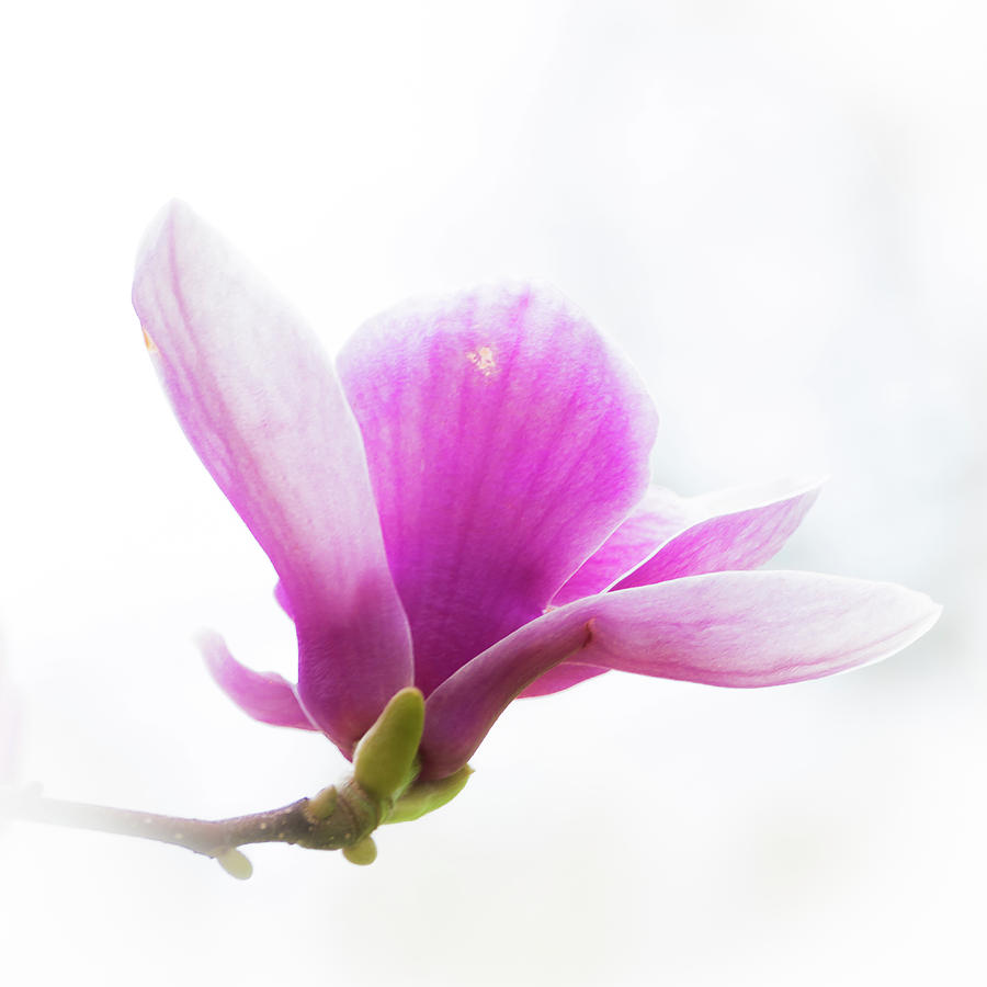 Soft and Delicate Photograph by Stewart Helberg