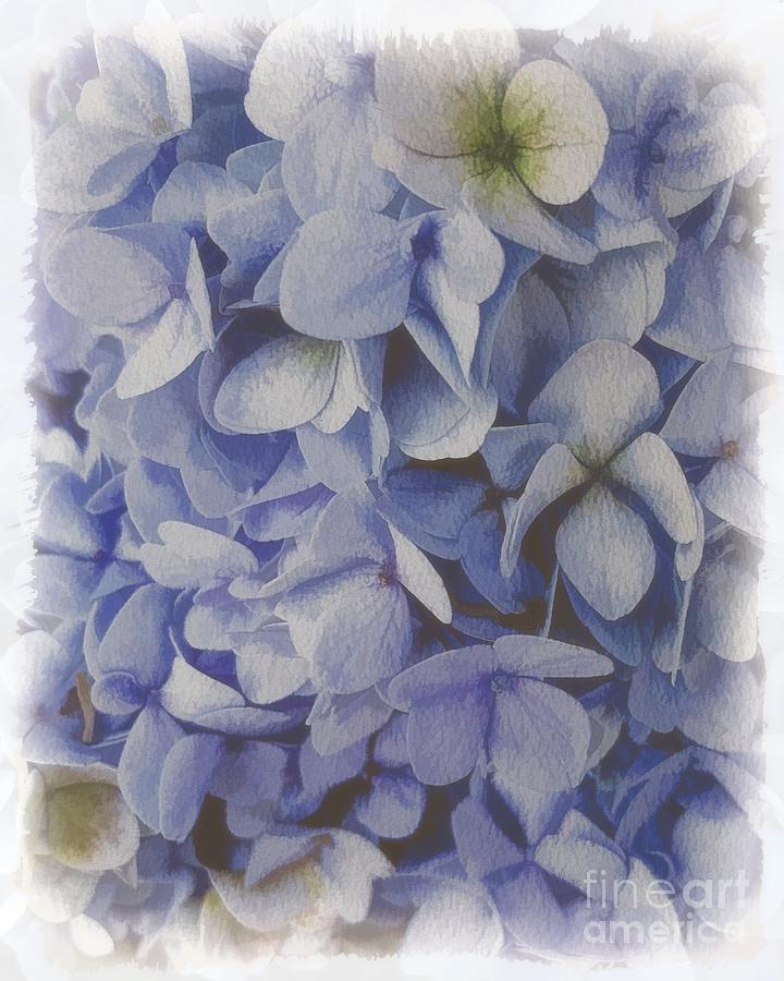 Soft and Gentle Hydrangea Photograph by Luther Fine Art