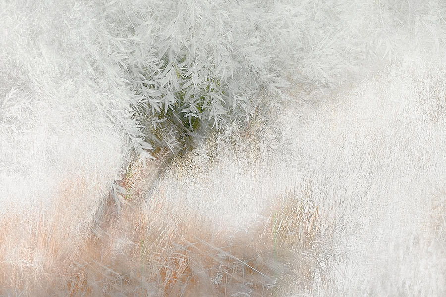 Soft And Gentle Photograph by Nel Talen