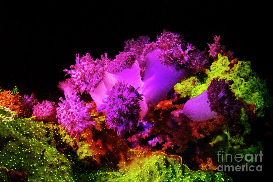 Soft And Hard Corals Showing Fluorescent Pigments Photograph by Louise Murray/science Photo Library