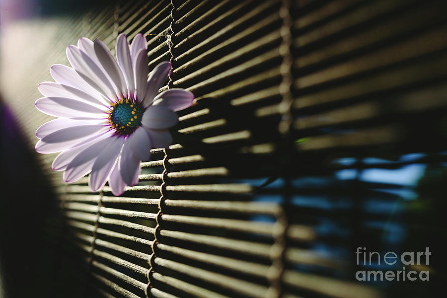Soft and pink daisies against backlight on a wooden background. Photograph by Joaquin Corbalan