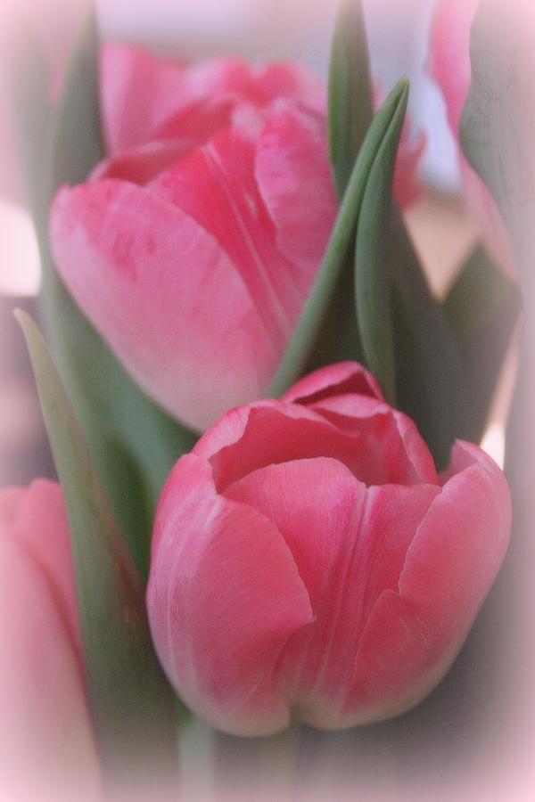 Soft and Pink Tulips Photograph by Kay Novy