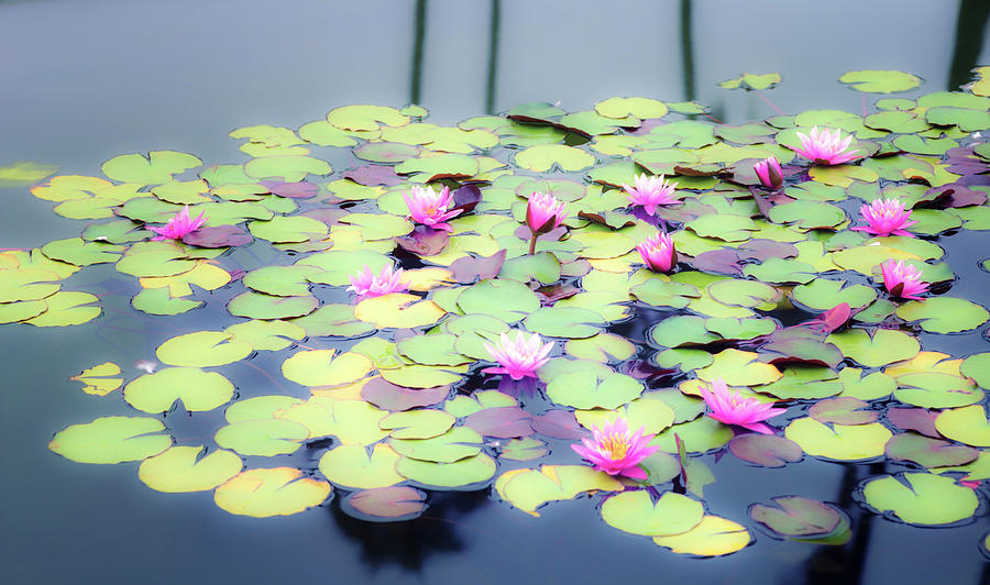 Flower Photograph - Soft and Serene Among The Lilies 2 by Joseph S Giacalone