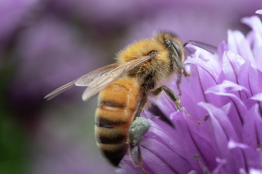 Soft Bee Photograph by Brian Hale