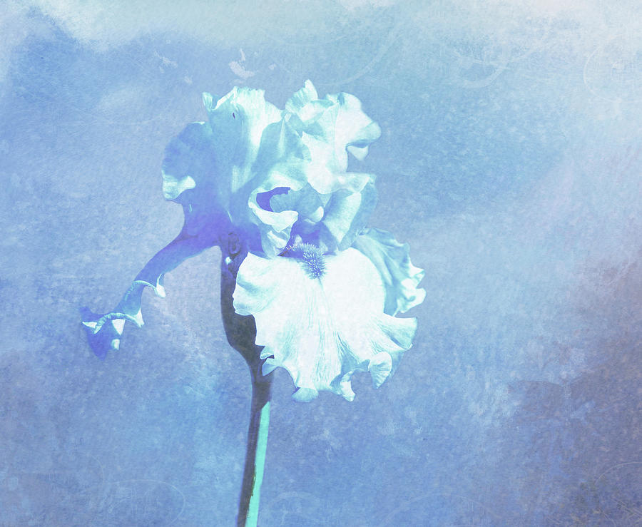 Soft Blue Iris Digital Art by Linda Cox