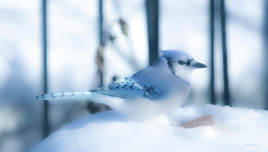 Soft Blue Jay by Diane Lindon Coy Soft Blue Jay by Diane Lindon Coy