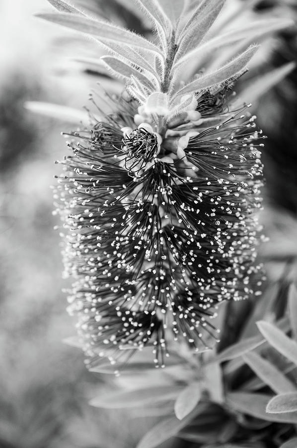 Soft Bottlebrush Callistemon - BW by Juliana Swenson Soft Bottlebrush Callistemon - BW by Juliana Swenson