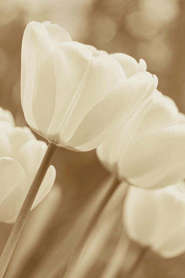 Soft Brown Tulips Photograph by Jennie Marie Schell