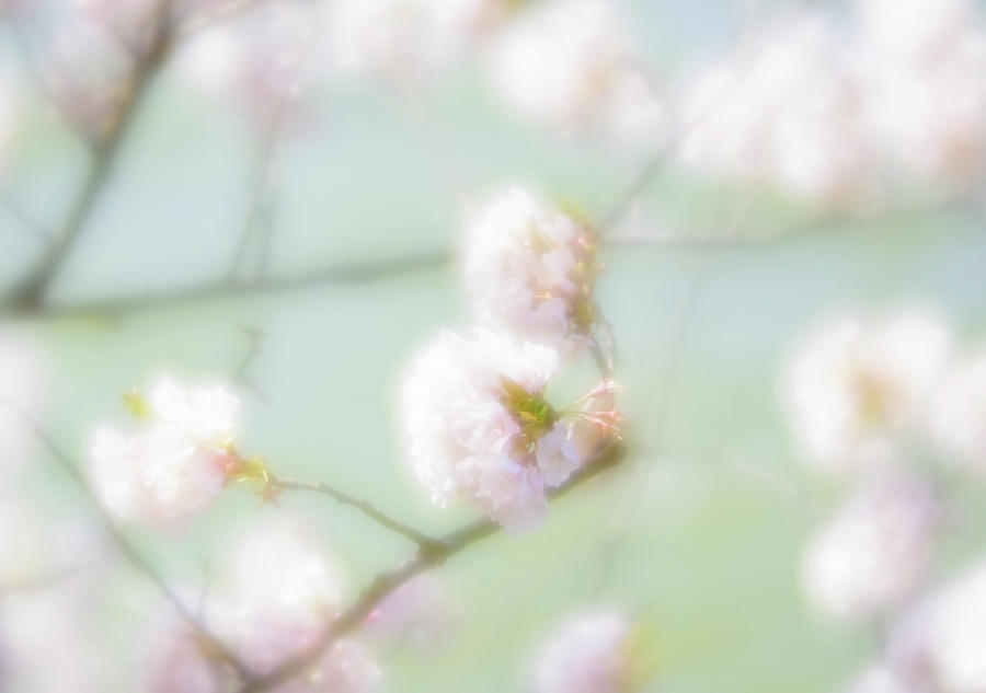 Soft Cherry Blossoms Photograph by Liz Albro