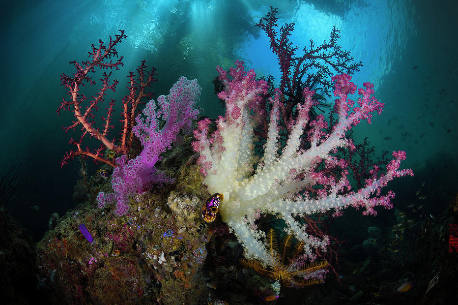 Soft Coral Garden, Indonesia Photograph by Magnus Lundgren /naturepl ...