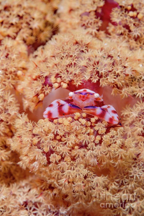 Soft Coral Porcelain Crab Photograph by Georgette Douwma/science Photo Library