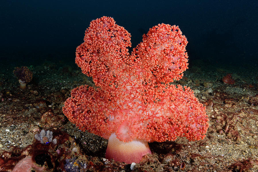 Soft Coral Scene, Indonesia Photograph by Andrew Martinez