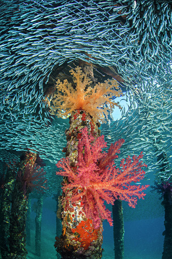 Soft Corals In Shallow Water, Berenice Jetty, Aqaba, Jordan Photograph ...