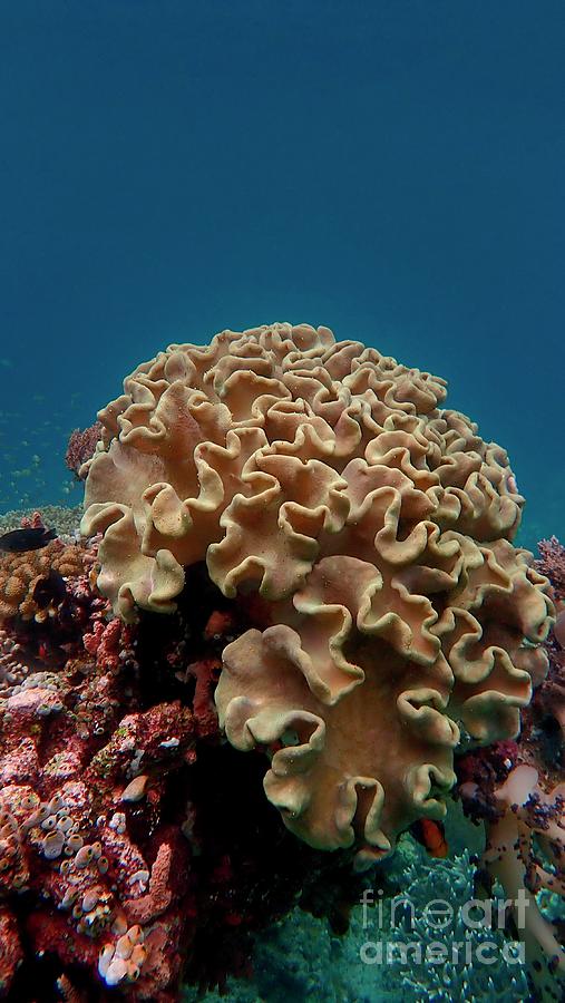 Soft Corals Photograph by Sinclair Stammers/science Photo Library