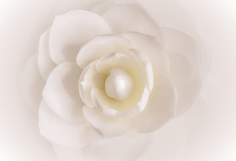 Soft Dreamy Rose Photograph by Hblee