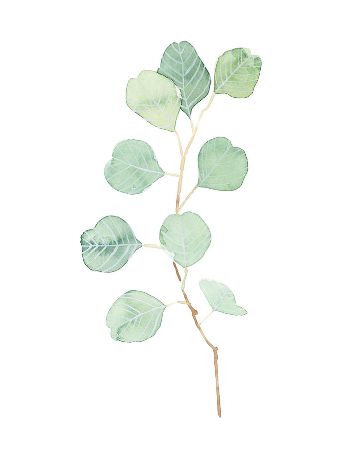 Leaves Painting - Soft Eucalyptus Branch Iv by Emma Scarvey