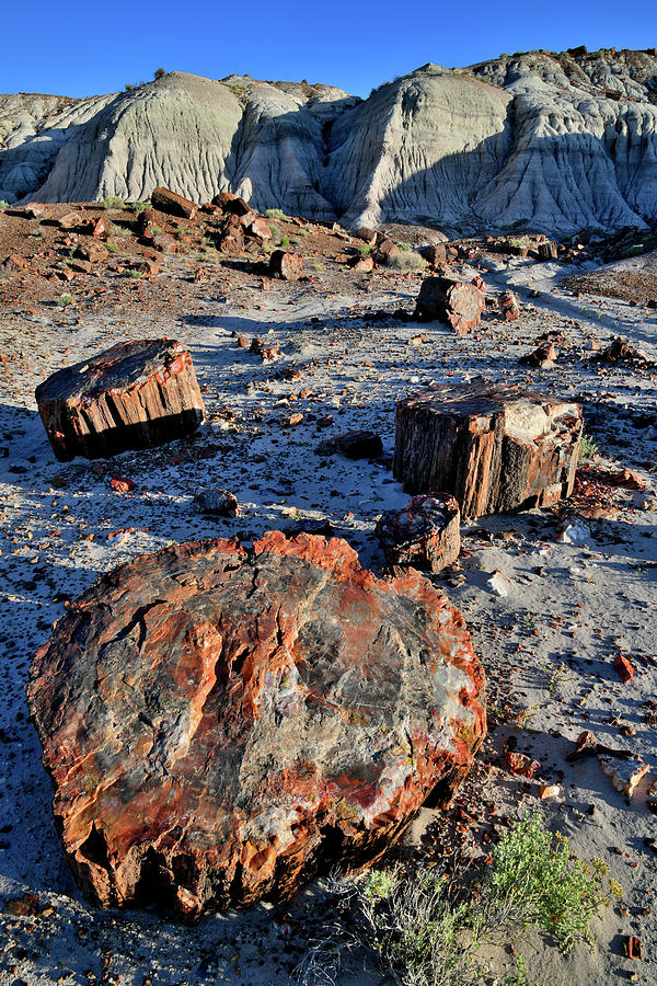 Soft Evening Light on Jasper Forest Petrified Wood Photograph by Ray Mathis