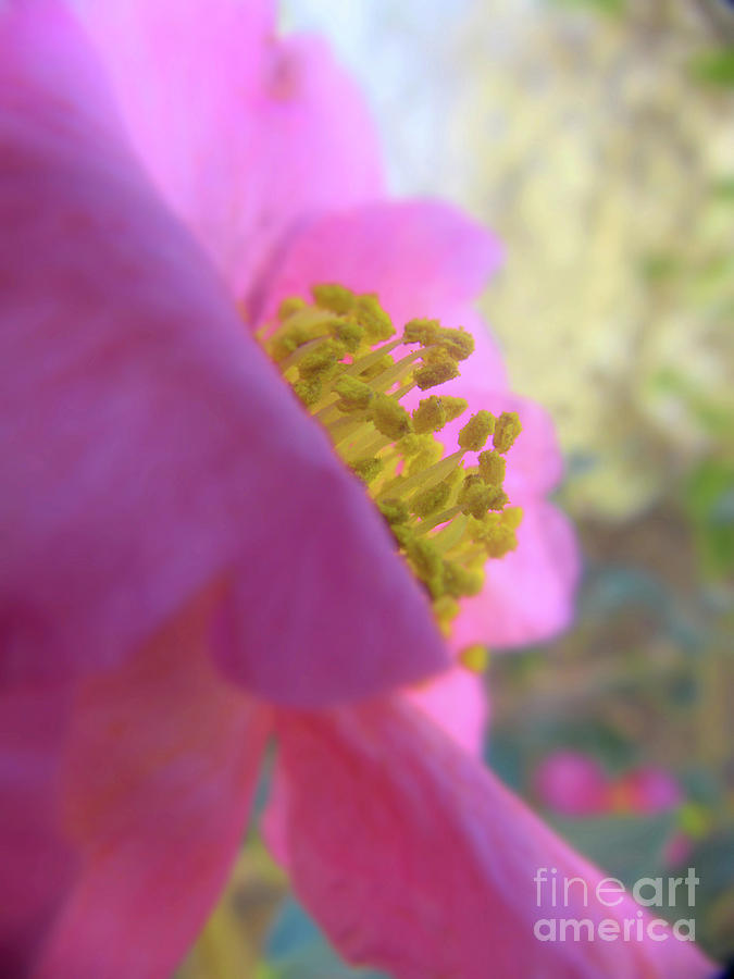 Soft Fantasy Camellia Photograph by Amy Dundon