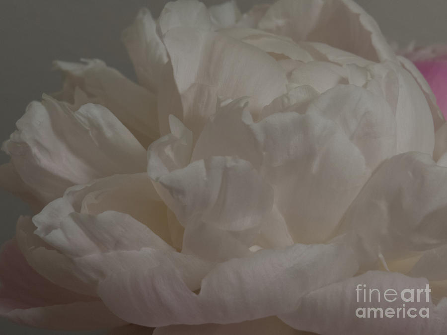 Soft flower petals 2 Photograph by Christy Garavetto