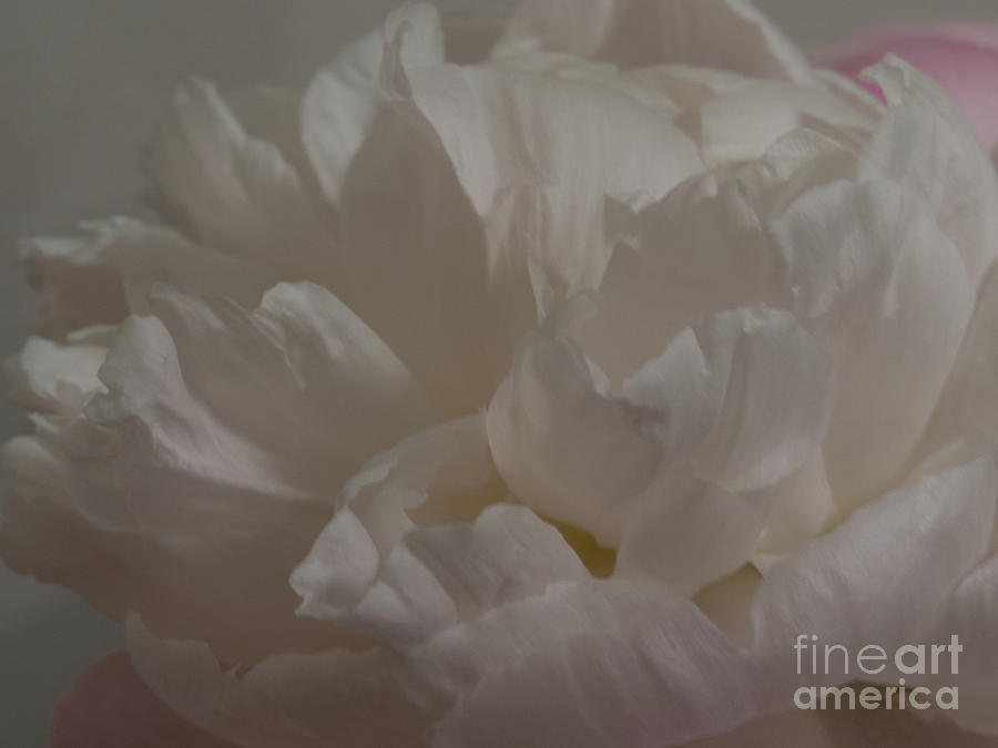 Soft flower petals 3 Photograph by Christy Garavetto