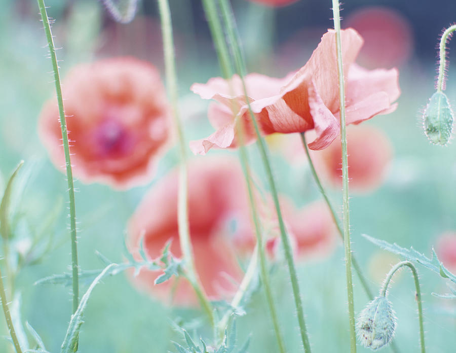 Soft Focus Close-up Of Red Corn Poppy Photograph by Eschcollection