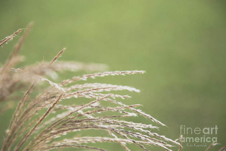 Soft focus filtered background, nature grass light green backgro Photograph  by Rita Kapitulski - Fine Art America