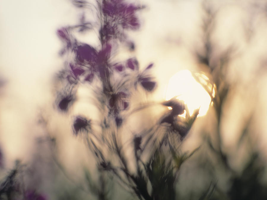 Soft Focus Image Of A Sunrise With Photograph by Dutchy