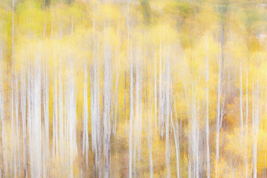 Fall Photograph - Soft Focus On Aspens, Kebler Pass by Darrell Gulin