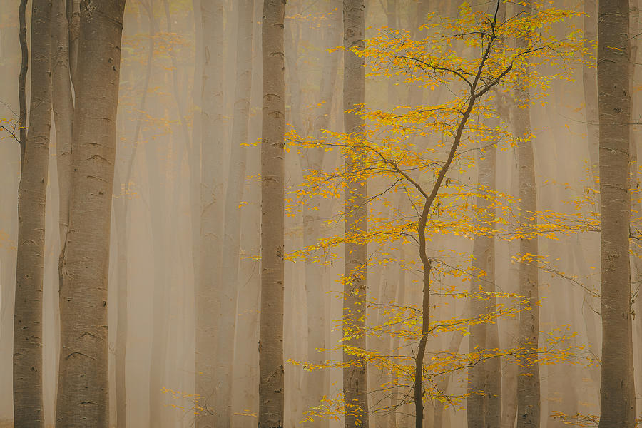 Soft Forest In Fall Photograph by Vio Oprea
